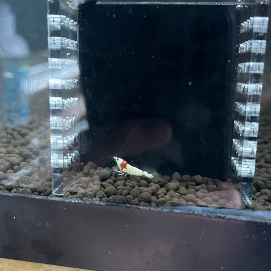 Pure Red Line Shrimp – (5+1 bundle)