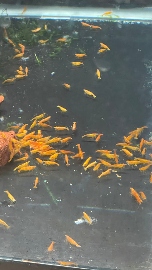 Orange Neocaridina Shrimp – 5+1 Pack (Neocaridina davidi var. “Orange”)