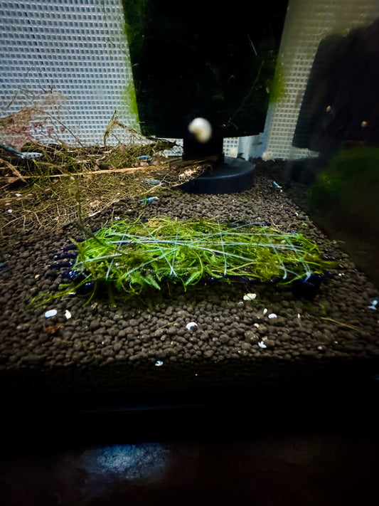 Aquarium Moss Table - Stylish and Functional