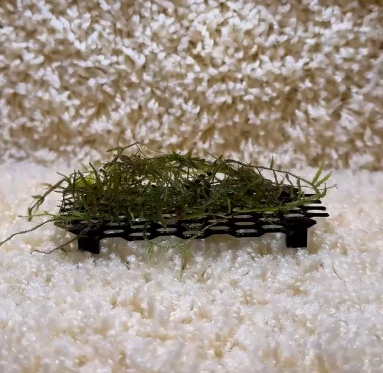 Aquarium Moss Table - Stylish and Functional