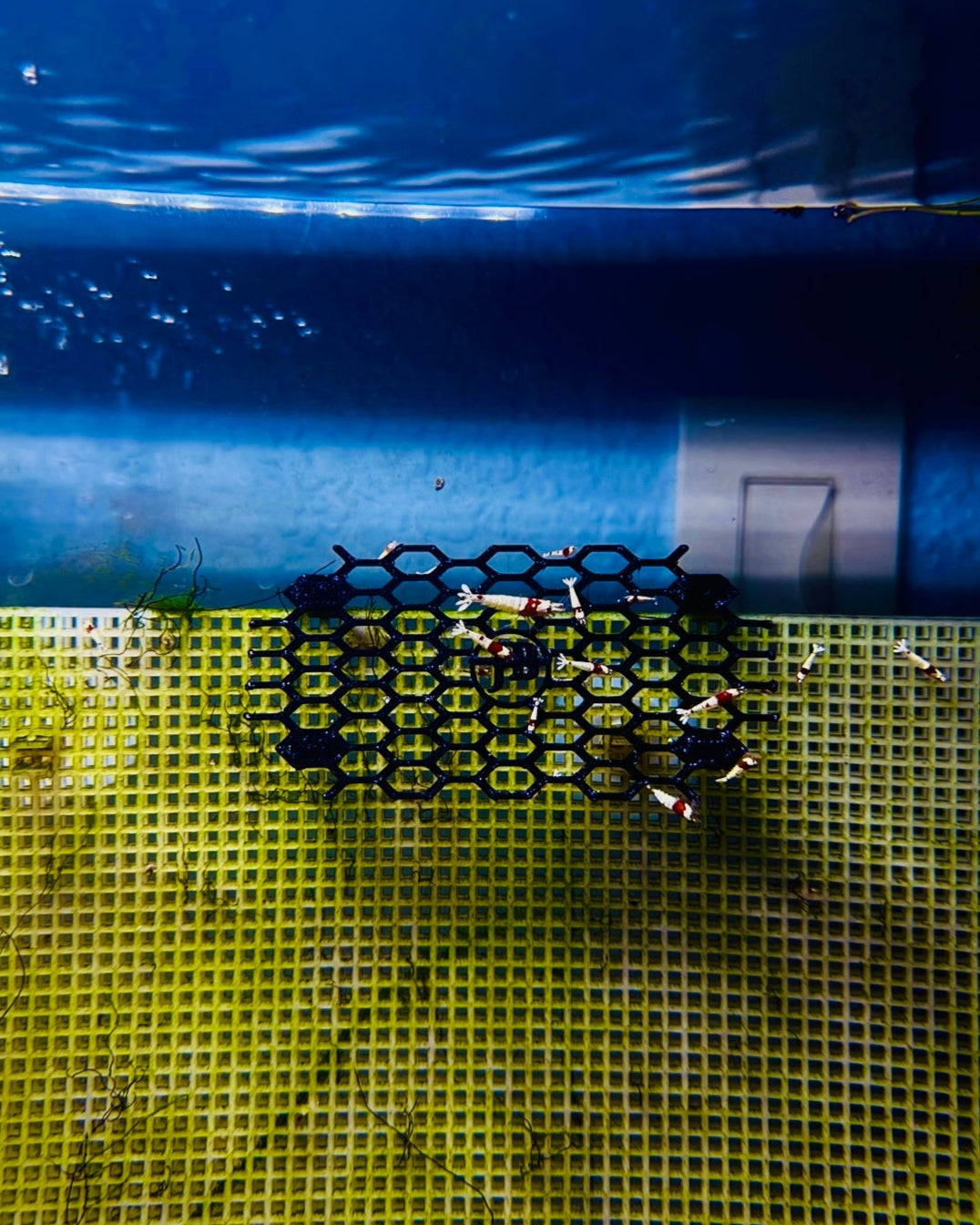 Aquarium Moss Table - Stylish and Functional