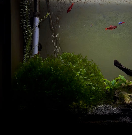 Subwassertang Moss (Tennis Ball Size Clump)