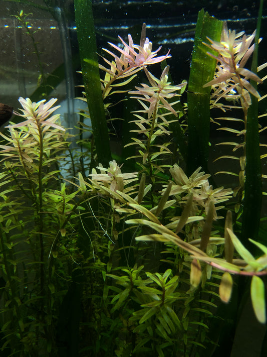 Rotala Narrow Leaf Red