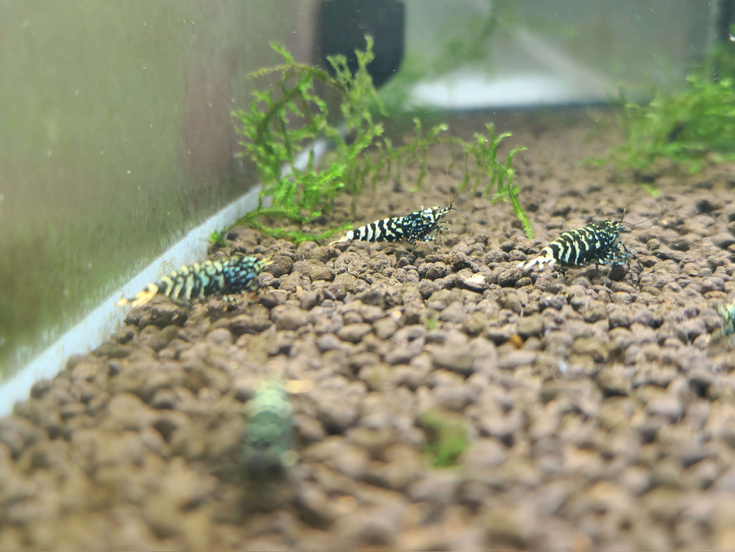 Black Snowfall Tiger Shrimp – Elegant Contrast, Rare Pattern, High Grade