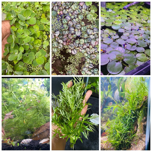 BEGINNER KIT- Low Light Plant Bundle 6 Pack, Low Tech Live Freshwater Aquarium