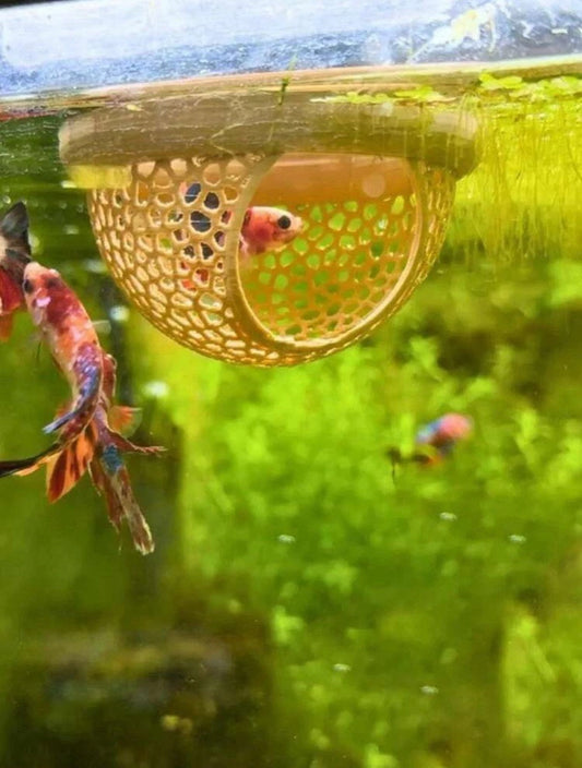 Betta Bungalow - Floating Betta Fish Hideout - Two Sizes!