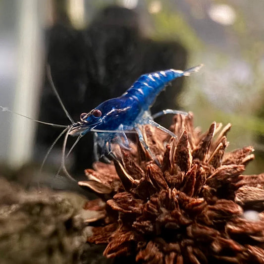 Blue Dream Shrimp Breeder Pack 5+1 (6 Total Shrimp)