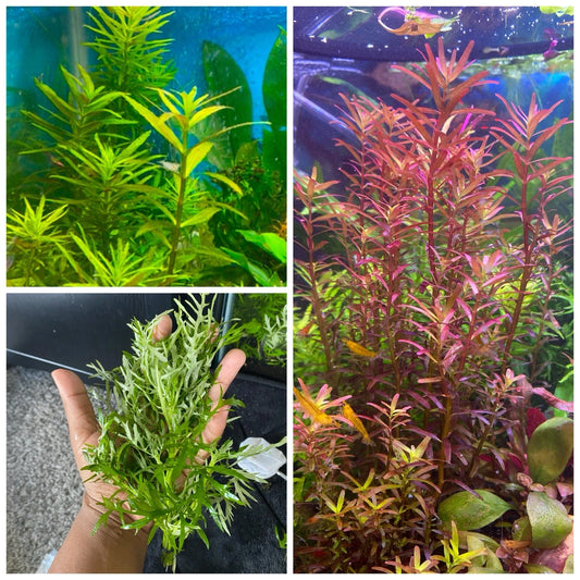 Beginner Aquarium Plant Trio – Limnophila Aromatica, Water Wisteria & Rotala Magenta