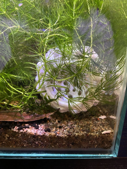 White Shrimp Dome Hideaway- Betta/Small Fish Tunnel Cave With Suction Cup!