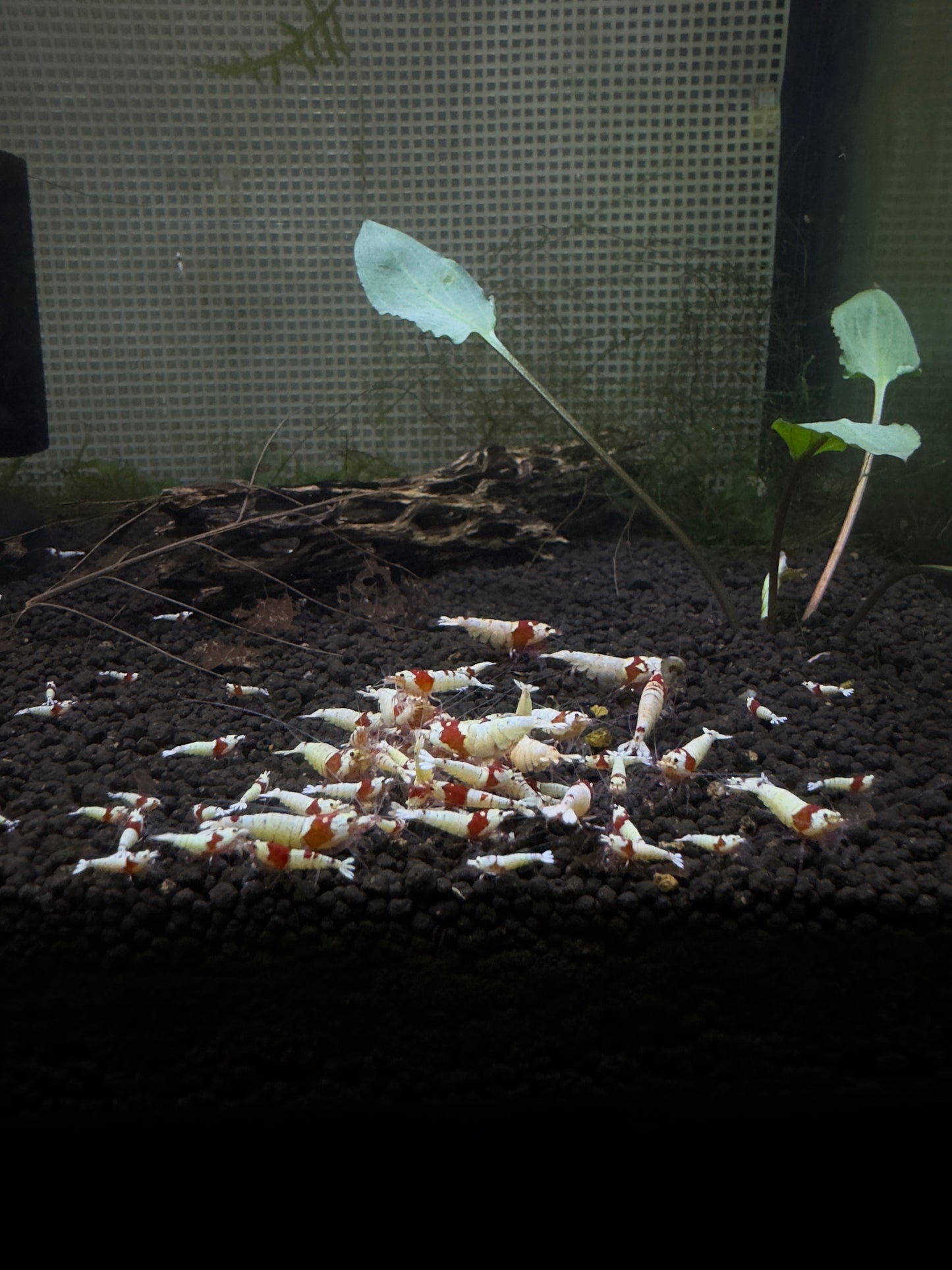 Crystal Red Shrimp SS-SSS+ - Premium Color