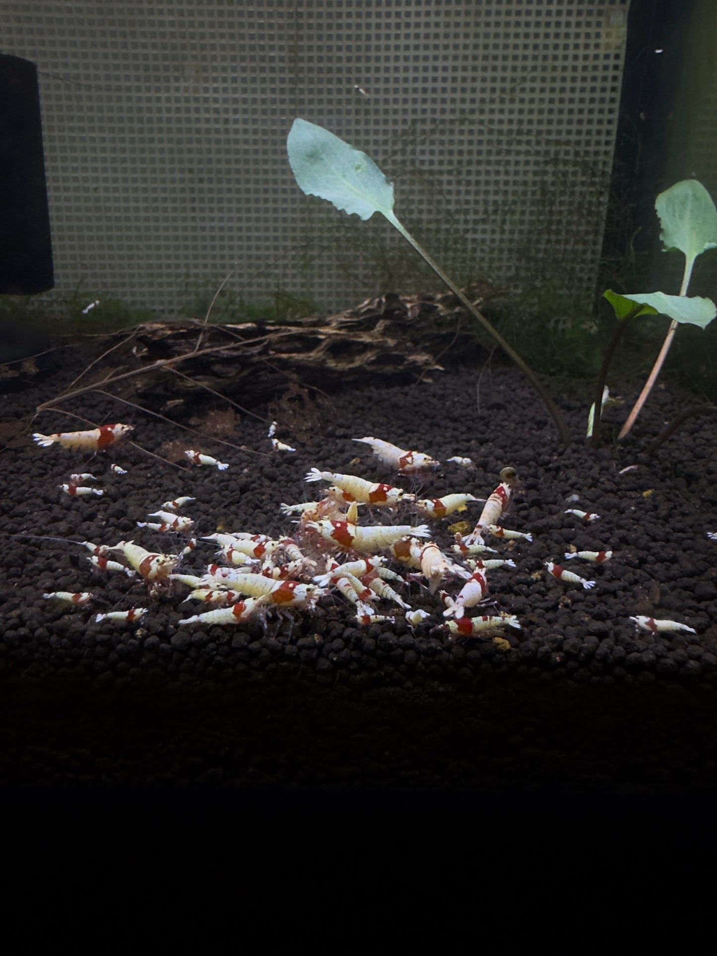 Crystal Red Shrimp SS-SSS+ - Premium Color